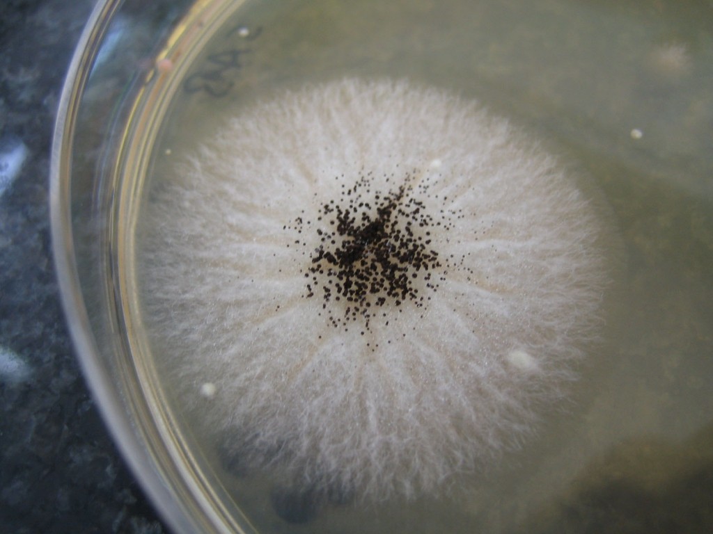 Fungus_petri_dish